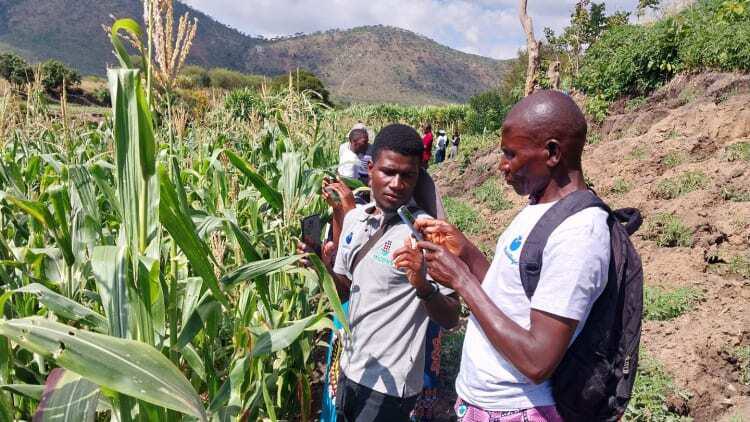 Two African farmers stand in a crop field