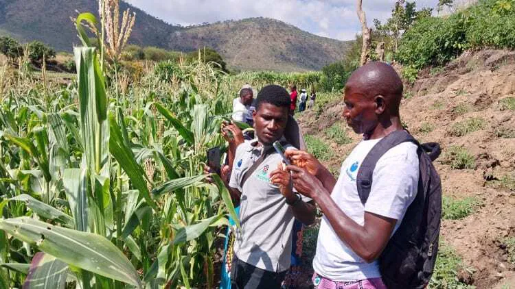 Two African farmers stand in a crop field