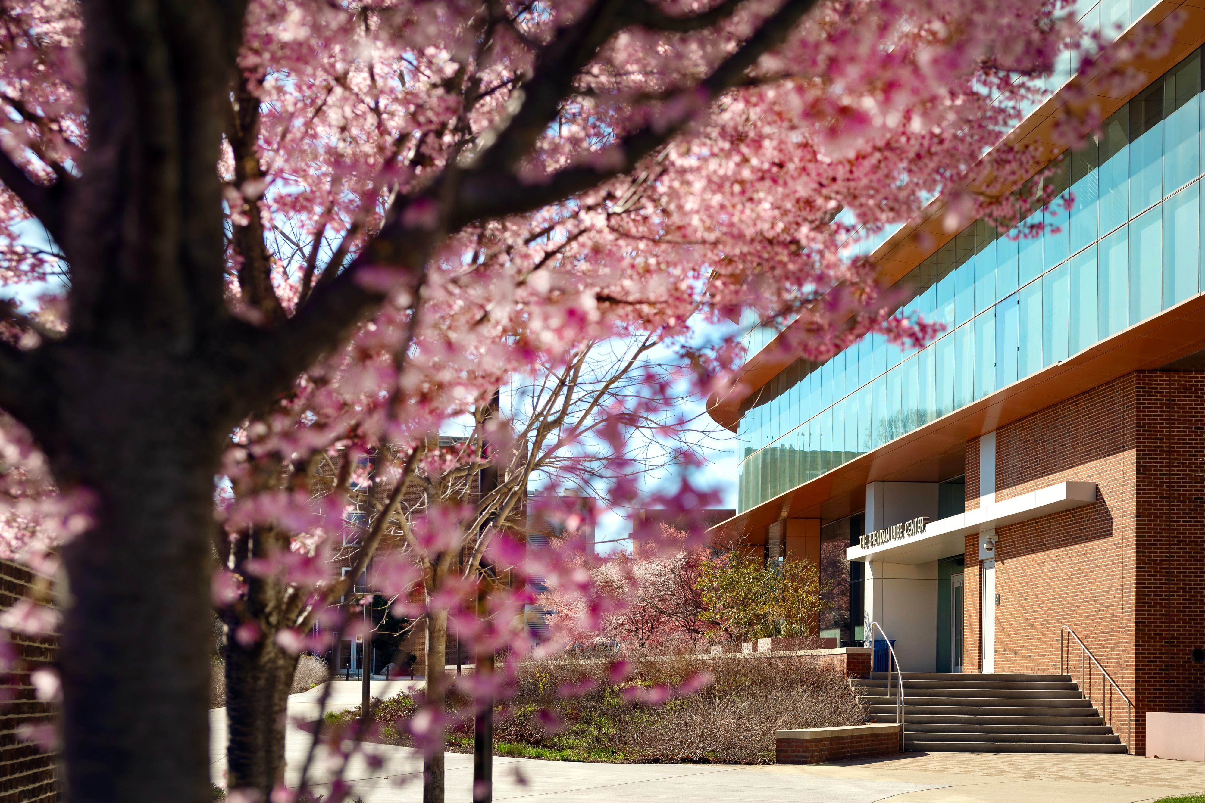 Iribe Center in the background with cherry blossoms in the foreground