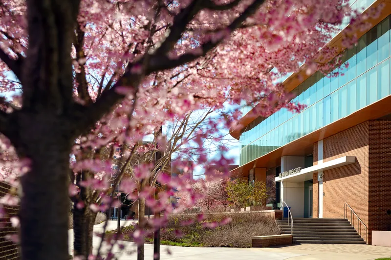 Iribe Center in the background with cherry blossoms in the foreground