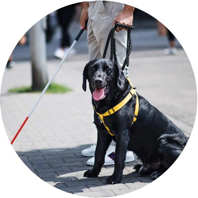 Dog with a blind peron