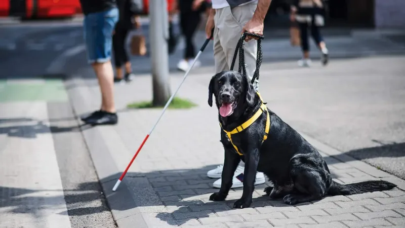 A person stands on the curb with a cane and guide dog.
