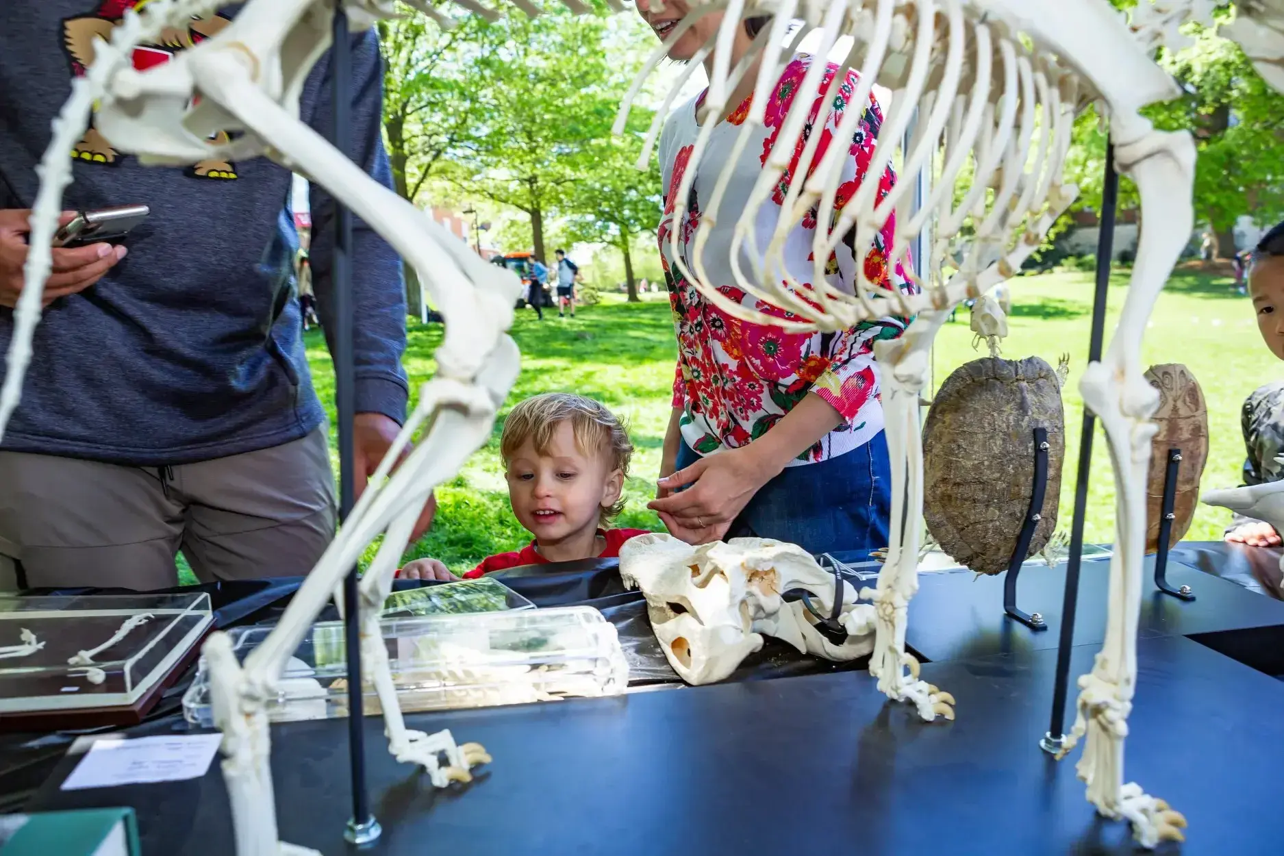Young person just tall enough to see over the top of the table looks curiously at an array of fossils, bones, and other specimens